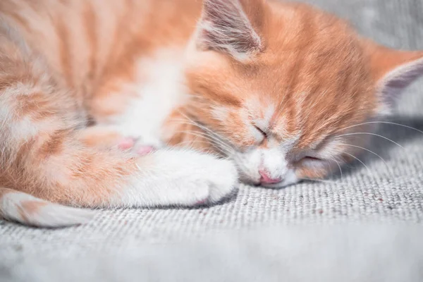 Cute little domestic red striped kitten is sleeping sweetly on a light bedspread. A charming cat with a pink nose has closed its eyes and is resting on a blanket. — Stock Image Cute Little Domestic Red Striped Kitten Sleeping Sweetly Light Bedspread Royalty Free Stock Images