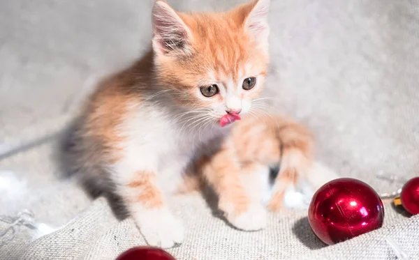 Red domestic kitten on a gray background sits and licks his tongue. Christmas horizontal banner with a cute little cat, red Christmas balls and a glowing garland. — Stock Image Red Domestic Kitten Gray Background Sits Licks His Tongue Christmas Royalty Free Stock Images