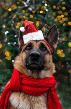 Kırmızı Noel Baba şapkalı, siyah ve kırmızı Alman çoban köpeği Noel ağacının altında çelenklerin parlak sarı ışıklarıyla oturuyor. İnsanoğlunun en iyi arkadaşı köpekle tanışın..