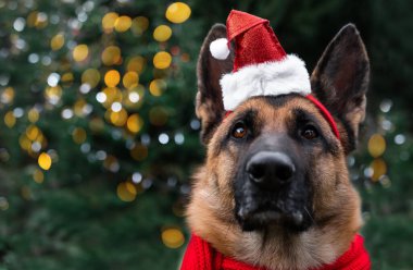 Kırmızı Noel Baba şapkalı, siyah ve kırmızı Alman çoban köpeği Noel ağacının altında çelenklerin parlak sarı ışıklarıyla oturuyor. İnsanoğlunun en iyi arkadaşı köpekle tanışın..