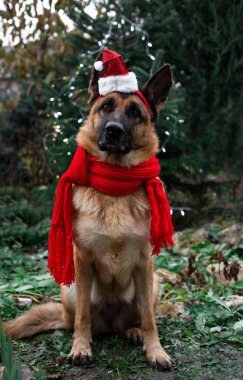 Kırmızı Noel Baba şapkası ve sıcak örgü atkısı takan Alman çoban köpeği yeşil Noel ağacının yanında oturuyor. Noel Baba 'nın büyüleyici yardımcısı. Yeni yılı köpekle kutlayalım..