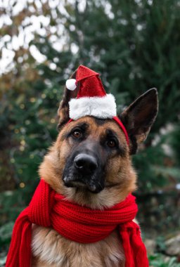 Kırmızı Noel Baba şapkası ve sıcak örgü atkısı takan Alman çoban köpeği yeşil Noel ağacının yanında oturuyor. Noel Baba 'nın büyüleyici yardımcısı. Yeni yılı köpekle kutlayalım..