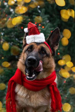 Kırmızı bir Noel Baba şapkası ve örgü bir eşarp takmış çekici bir Alman çoban köpeği parlak sarı ışıklarla bir Noel ağacının altında oturur ve diliyle yüzünü yalar. Noel Baba 'nın tatlı Noel yardımcısı.