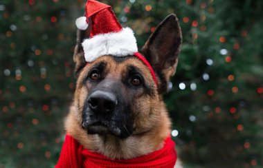 Kırmızı Noel Baba şapkalı çekici siyah ve kırmızı bir Alman çoban köpeği Noel ağacının altında parlak renkli çelenk ışıklarıyla oturuyor. İnsanoğlunun en iyi arkadaşı köpekle tanışın..