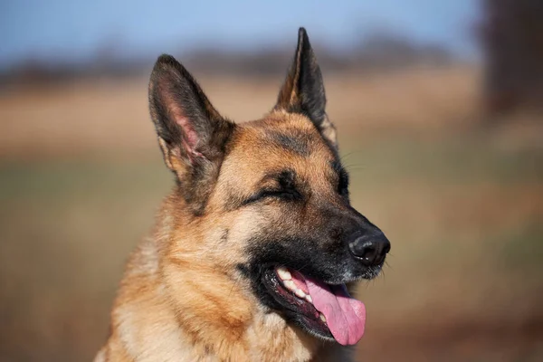 ドイツの羊飼い黒と赤の色のクローズアップの肖像画 魅力的な大人サラブレッド犬とともに突出した耳とピンクの舌座って笑顔 — ストック写真