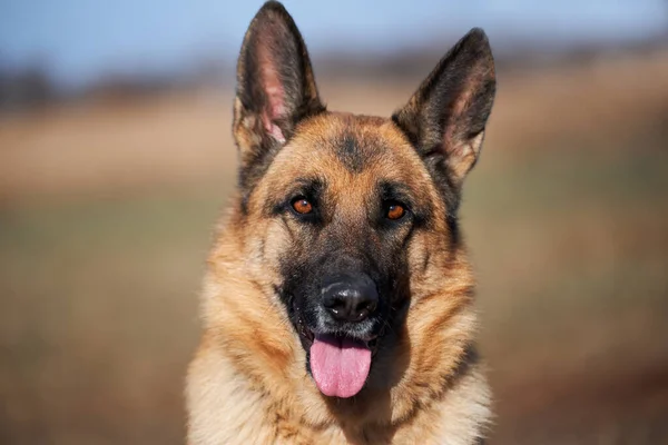 Portrait Von Schäferhund Schwarz Und Rot Farbe Nahaufnahme Charmanter Erwachsener — Stockfoto