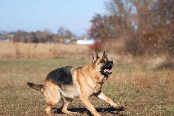 Duitse Herder Zwart Rode Kleur Met Bruine Ogen Roze Tong — Stockfoto