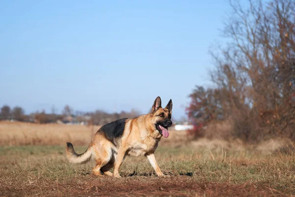 Duitse Herder Zwart Rode Kleur Met Bruine Ogen Roze Tong — Stockfoto