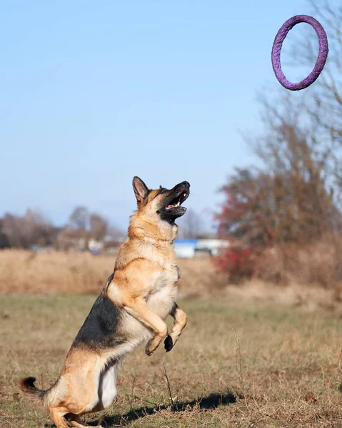 Alman Çoban Köpeği Siyah Kırmızı Renk Atlayıp Mavi Oyuncak Yüzük — Stok fotoğraf