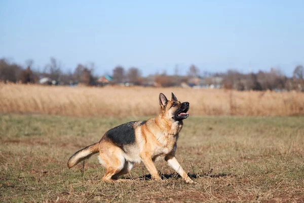 German Shepherd Black Red Color Brown Eyes Pink Tongue Looks — Stock Photo, Image