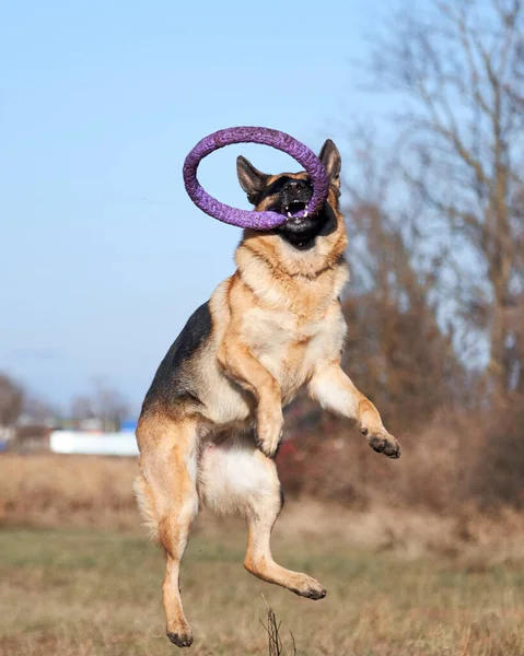 German Shepherd Black Red Color Jumps Catches Toy Blue Puller Royalty Free Stock Photos