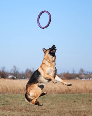 Alman çoban köpeği siyah ve kırmızı renk atlayıp mavi oyuncak yüzük çekicisini yakalamaya hazırlanıyor. Aktif oyunlar ve temiz havada köpeklerle yapılan sporlar. Spor üniformalı güzel bir safkan köpek..