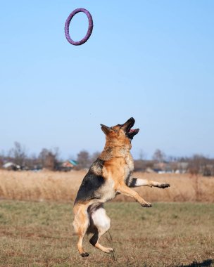 Alman çoban köpeği siyah ve kırmızı renk atlayıp mavi oyuncak yüzük çekicisini yakalamaya hazırlanıyor. Aktif oyunlar ve temiz havada köpeklerle yapılan sporlar. Spor üniformalı güzel bir safkan köpek..