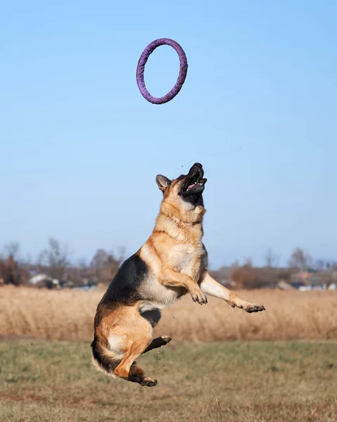 Alman Çoban Köpeği Siyah Kırmızı Renk Atlayıp Mavi Oyuncak Yüzük — Stok fotoğraf