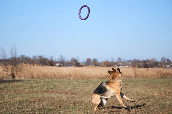 German Shepherd Black Red Color Preparing Jump Catch Blue Toy — Stock Photo, Image