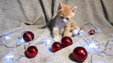 Noel ve Yeni Yıl genç kedilerinin 4K videosu. Sevimli küçük çizgili kırmızı kedi yavrusu kırmızı yuvarlak Noel ağacı oyuncakları topları ve çelenk ile oynuyor..