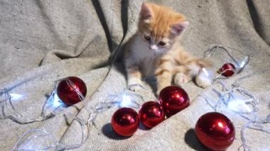 Noel ve Yeni Yıl genç kedilerinin 4K videosu. Sevimli küçük çizgili kırmızı kedi yavrusu kırmızı yuvarlak Noel ağacı oyuncakları topları ve çelenk ile oynuyor..