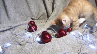 Noel ve Yeni Yıl genç kedilerinin 4K videosu. Sevimli küçük çizgili kırmızı kedi yavrusu kırmızı yuvarlak Noel ağacı oyuncakları topları ve çelenk ile oynuyor..