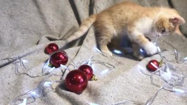 Noel ve Yeni Yıl genç kedilerinin 4K videosu. Sevimli küçük çizgili kırmızı kedi yavrusu kırmızı yuvarlak Noel ağacı oyuncakları topları ve çelenk ile oynuyor..
