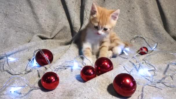 クリスマスと新年の若い猫と4Kビデオ チャーミングな小さな縞模様の赤い子猫が赤い丸いクリスマスツリーのおもちゃのボールとガーランドで遊んでいます隣にそれと輝く — ストック動画