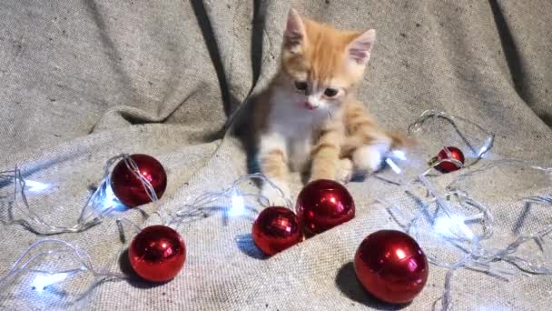 Vídeo Com Natal Ano Novo Jovem Gato Charmoso Pequeno Gatinho — Vídeo de Stock