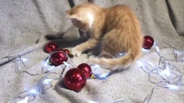 Noel ve Yeni Yıl genç kedilerinin 4K videosu. Sevimli küçük çizgili kırmızı kedi yavrusu kırmızı yuvarlak Noel ağacı oyuncakları topları ve çelenk ile oynuyor..