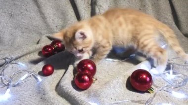 Noel ve Yeni Yıl genç kedilerinin 4K videosu. Sevimli küçük çizgili kırmızı kedi yavrusu kırmızı yuvarlak Noel ağacı oyuncakları topları ve çelenk ile oynuyor..