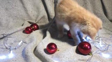 Noel ve Yeni Yıl genç kedilerinin 4K videosu. Sevimli küçük çizgili kırmızı kedi yavrusu kırmızı yuvarlak Noel ağacı oyuncakları topları ve çelenk ile oynuyor..
