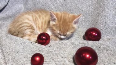 Sevimli küçük çizgili kırmızı kedi yavrusu kırmızı yuvarlak Noel ağacı oyuncakları toplarının yanında uyuyor. Noel ve Yeni Yıl genç kedileriyle 4K video.