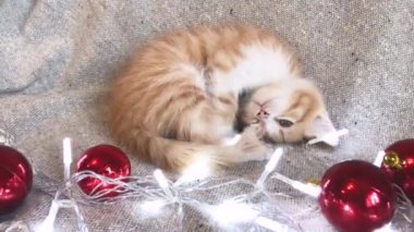 Sevimli küçük çizgili kırmızı kedi yavrusu kırmızı Noel ağacı oyuncaklarının yanında uyur toplar ve şenlikli çelenk ışıkları yanar. Noel ve Yeni Yıl genç kedileriyle 4K video.