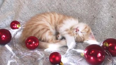 Sevimli küçük çizgili kırmızı kedi yavrusu kırmızı Noel ağacı oyuncaklarının yanında uyur toplar ve şenlikli çelenk ışıkları yanar. Noel ve Yeni Yıl genç kedileriyle 4K video.