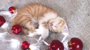 Sevimli küçük çizgili kırmızı kedi yavrusu kırmızı Noel ağacı oyuncaklarının yanında uyur toplar ve şenlikli çelenk ışıkları yanar. Noel ve Yeni Yıl genç kedileriyle 4K video.