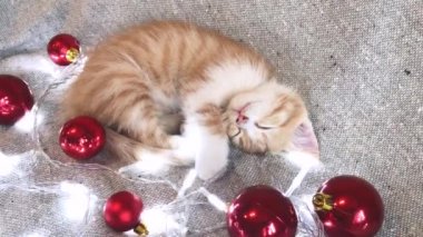 Sevimli küçük çizgili kırmızı kedi yavrusu kırmızı Noel ağacı oyuncaklarının yanında uyur toplar ve şenlikli çelenk ışıkları yanar. Noel ve Yeni Yıl genç kedileriyle 4K video.