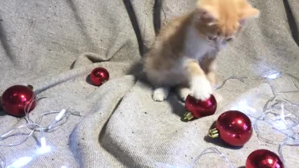 4K视频与圣诞和新年幼猫 迷人的小红猫在旁边玩耍着红圆的圣诞树玩具球和花环 身上闪烁着光芒 — 图库视频影像