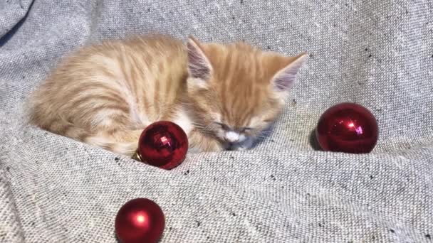 赤い丸いクリスマスツリーのおもちゃのボールの横にある愛らしい小さな縞模様の赤い子猫の睡眠 4Kビデオとともにクリスマスと新年若い猫 — ストック動画