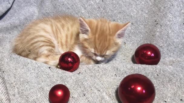 赤い丸いクリスマスツリーのおもちゃのボールの横にある愛らしい小さな縞模様の赤い子猫の睡眠 4Kビデオとともにクリスマスと新年若い猫 — ストック動画