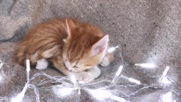 Affascinante Gattino Rosso Strisce Dorme Accanto Brillante Ghirlanda Bianca Incandescente — Video Stock