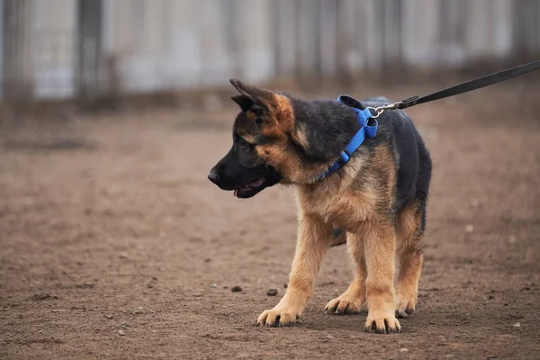 Schattige Kleine Schattige Puppy Van Zwart Rood Duitse Herder Hond — Stockfoto