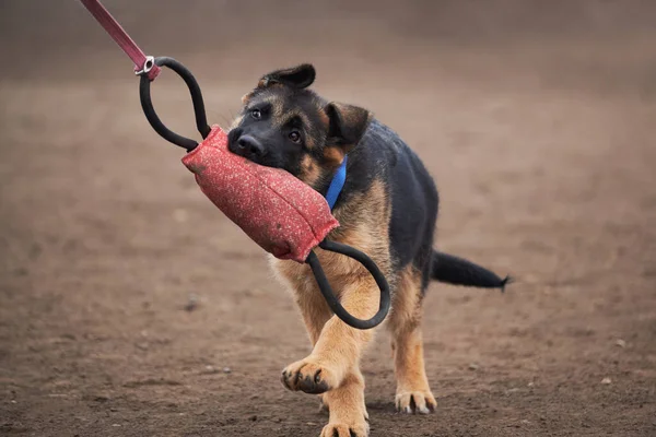 Siyah ve kırmızı renkli üreyen Alman çoban köpeği Cynolojik kırmızı yastık eğitimi alarak oyun bahçesinde oyun oynuyor. Genç safkan köpek av içgüdüsünü öğrenir ve oyuncağı ısırır..