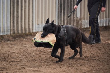 Siyah, iri Alman çoban köpeği, spor antrenmanı köpeği oyun parkında kollarıyla koşuyor. Hizmet köpekleri eğitimi.