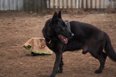 İri yarı, siyah Alman çoban köpeği onun büyük yumuşak köpek yastığını koruyor. Alman çoban köpeklerinin barınağında spor eğitmeni köpek parkı. Büyüleyici asil köpek..