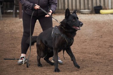 Alman çoban köpeğinin cins siyah köpeği antrenman sahasında durur, antrenöre havlar ve antrenörle ilgilenir. Çoban kulübesinde köpekli spor.