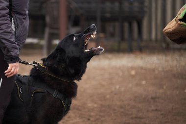 İri yarı zenci Alman çoban köpeği spor sahasında köpek bakıcılarına havlar. Hizmet köpekleri eğitimi.