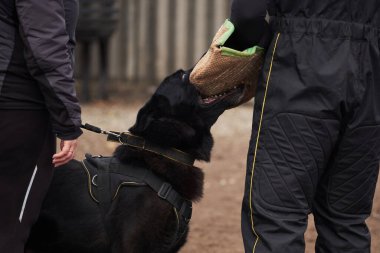 Üreyen siyah, iri erkek Alman çoban köpeği eğitmenin elindeki köpek kolunu ısırır. Spor ve eğitim köpeği çocuk parkında dersler. Hizmet köpekleri eğitimi.