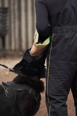 Üreyen siyah, iri erkek Alman çoban köpeği eğitmenin elindeki köpek kolunu ısırır. Spor ve eğitim köpeği çocuk parkında dersler. Hizmet köpekleri eğitimi.