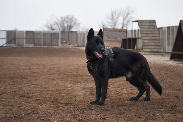 Charmante Grote Zwarte Reu Duitse Herder Hond Van Het Werken — Stockfoto