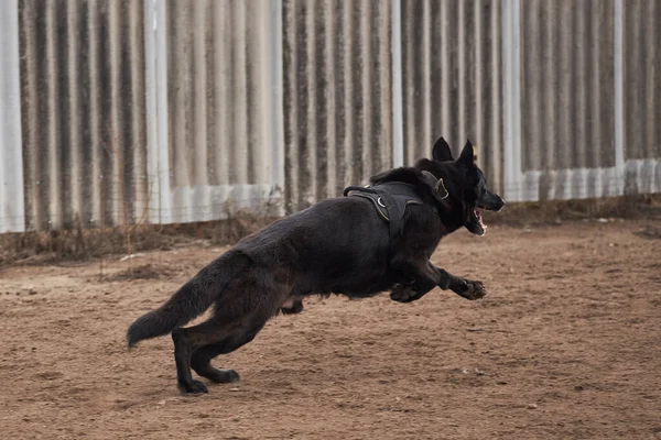 大的德国牧羊犬 黑色的 在狗游乐场周围奔跑 迷人的工作犬繁殖 德国牧羊人服务 — 图库照片