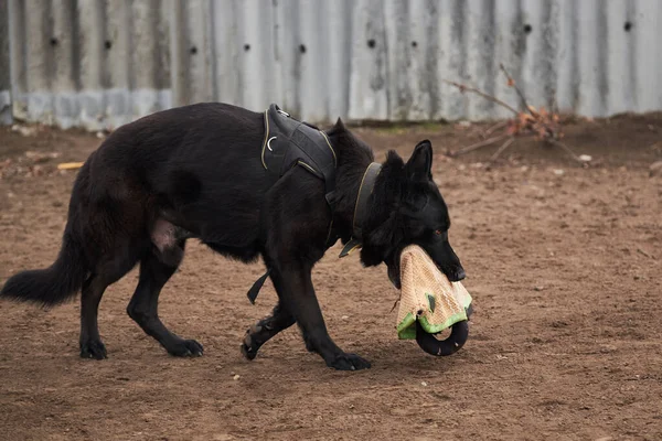 在运动训练犬游乐场上 工作繁殖的德国黑人大牧羊人嘴里衔着袖子跑着 训练服务狗品种 — 图库照片