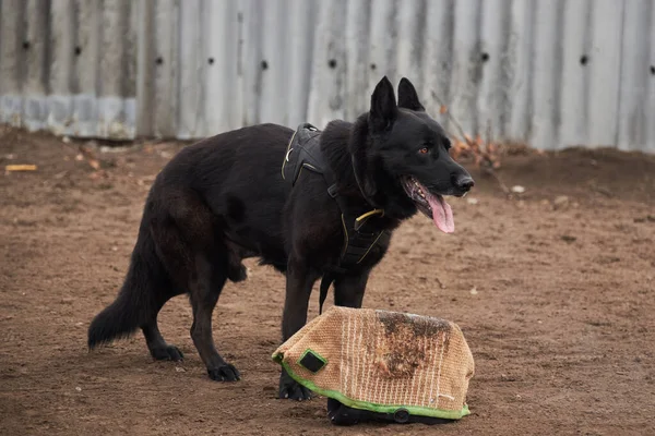 Large Male Black German Shepherd Working Breeding Guards His Large — Stock Photo, Image