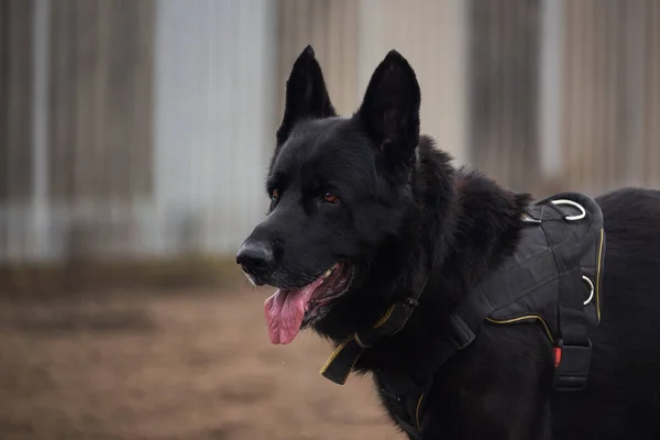 Büyük Alman çoban köpeğinin portresi. Spor koşum takımında çalışan sevimli bir köpek. Alman çobanlarına hizmet.